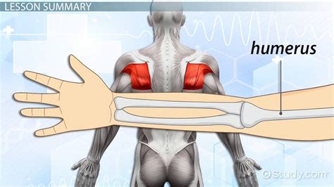 Teres Major Muscle | Origin, Insertion & Action - Lesson | Study.com