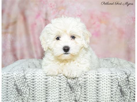 Bichon Frise / Poodle Puppy Cream ID:22559 Located at Petland Fort ...