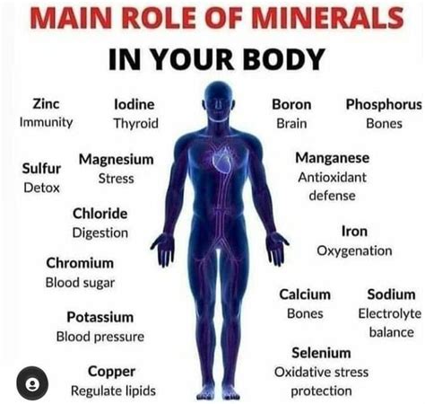 Minerals In The Body