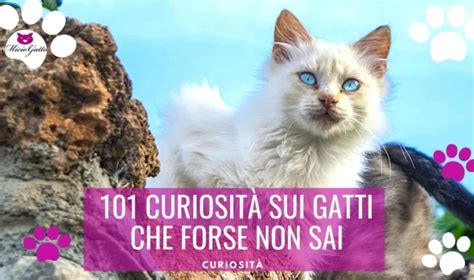 Curiosità sui gatti 101 cose che forse non sai su di loro MicioGatto it