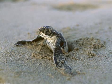 🔥 [50+] Baby Turtle Wallpapers | WallpaperSafari