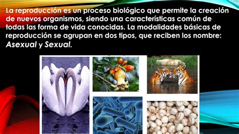 Biolog A Nivel Intermedio Tipos De Reproducci N Asexual Sexual