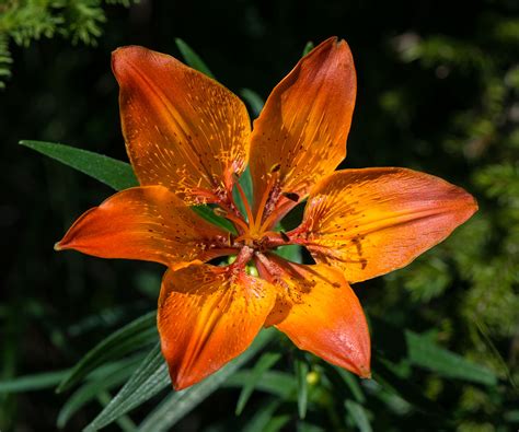 Lilium bulbiferum - Wikipedia