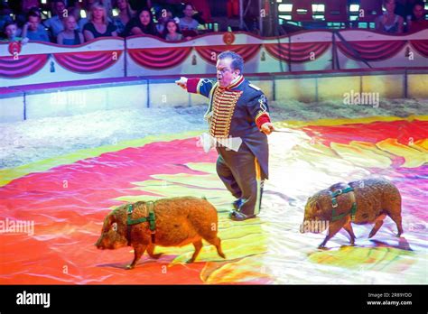 Netherlands, Lilliputian ringmaster has a circus performance with swines. Animals are often seen ...