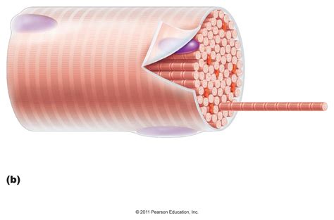 Ch 10- Muscle tissue Diagram | Quizlet