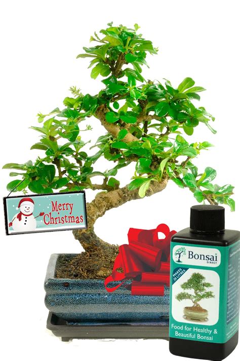 Best Christmas Gifts Fukien Tea Tree Flowering Indoor Bonsai Set