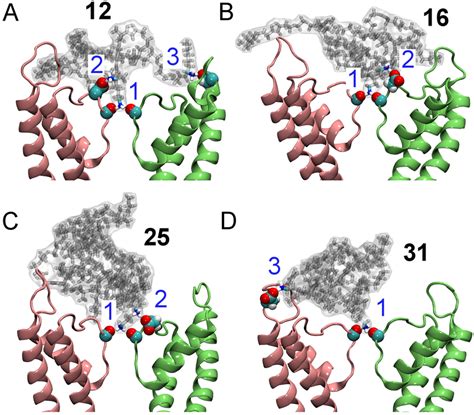 Mimicking The Action Of Scorpion Venom Peptides Using The Four