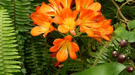 Premium Photo Natal Bush Kafir Lily Flower Clivia Miniata Orange