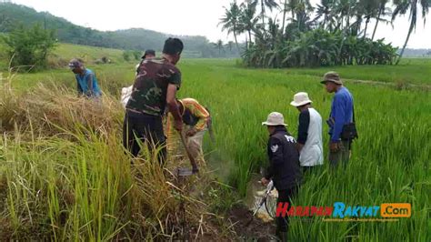 Hama Tikus Menyerang Persawahan Di Kota Banjar Petani Gerilya Lakukan