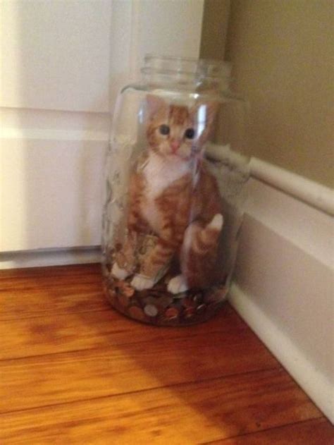 15 Cats That Immediately Regretted Their Decisions Gallery Ebaums