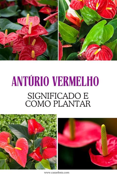 Antúrio Vermelho Saiba o Significado e Como Cuidar