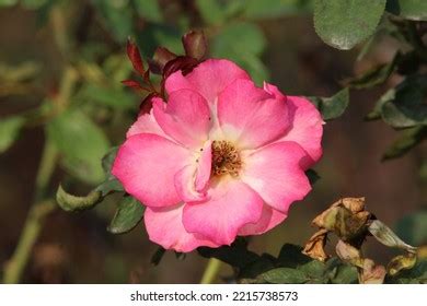 5,344 Reddish Pink Flower Images, Stock Photos & Vectors | Shutterstock