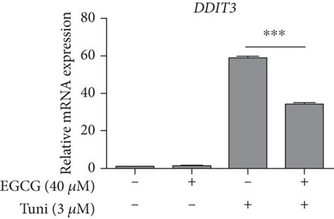 Egcg Pretreatment Alleviates Tuni Induced Er Stress And Enhances Cell