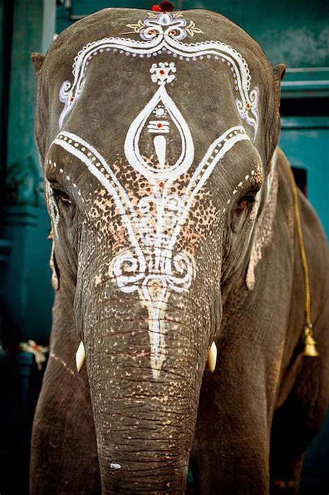 Elephant Art Mysore Hd Phone Wallpaper Peakpx