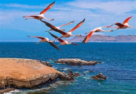 Reserva Nacional De Paracas Estas Son Las Actividades Que Puedes