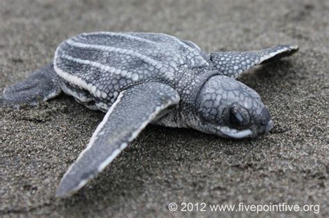 Leatherback turtle hatchling | Leatherback turtle, Turtle conservation ...