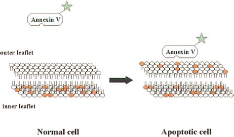 Schematic representation of the loss of membrane lipid asymmetry during ...