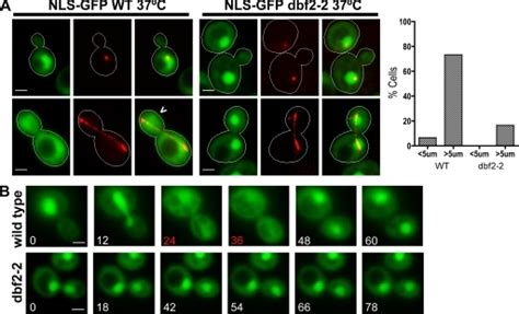 Cytoplasmic Localization Of NLS GFP During Late Mitosis Open I