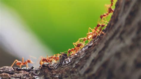 Students Accidentally Discover Incredible Ant-Plant Symbiosis, Thanks ...