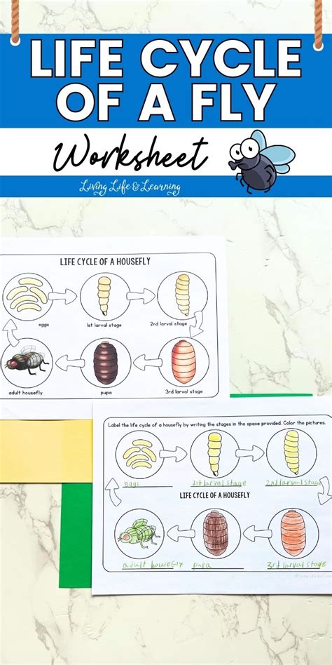 Life Cycle of a Fly Worksheet: Explore the Stages of a Housefly's Life