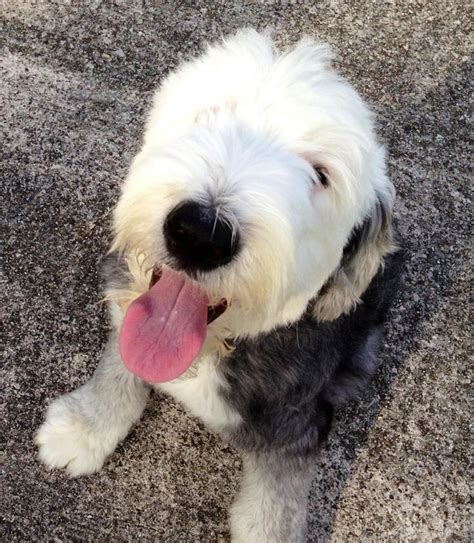 Pin On Old English Sheepdogs