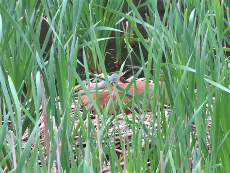 Sandhill Crane On Nest