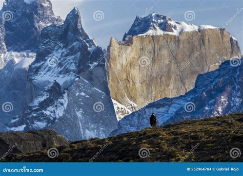 Andean Condor ,Torres Del Paine National Park, Stock Photo - Image of ...