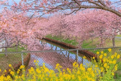 笠松河津桜ロードの写真「菜の花と河津桜の競演」 三重フォトギャラリー