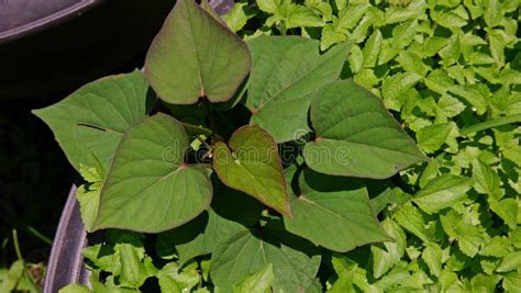 Virus Disease Symptom On Sweet Potato Leaf Stock Photo Image Of