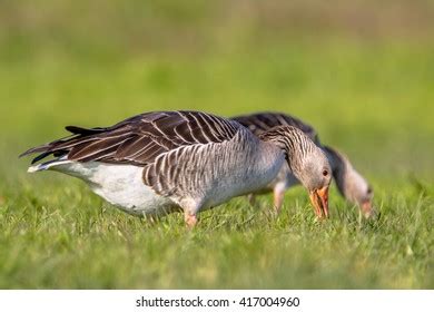 Greylag Goose Natural Habitat Stock Photos and Pictures - 1,215 Images ...