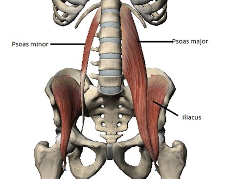 lumbar spine muscle anatomy