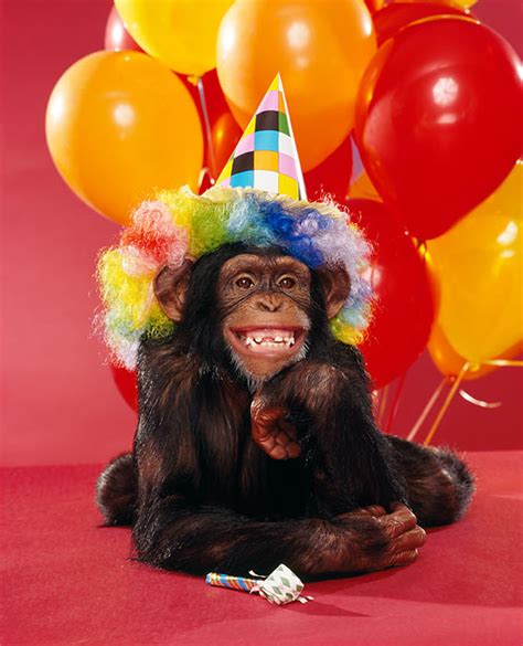 Monkeys In Party Hats