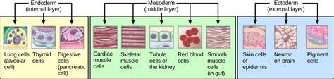 Fertilization And Early Embryonic Development Openstax Biology 2e