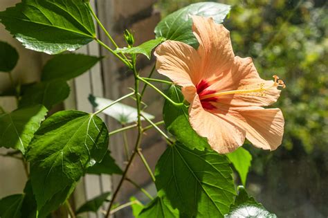 7 Reasons Why Your Hibiscus Leaves Are Turning Yellow