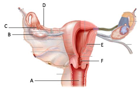 Diagram Of Anp Labelling Female Reproductive Quizlet