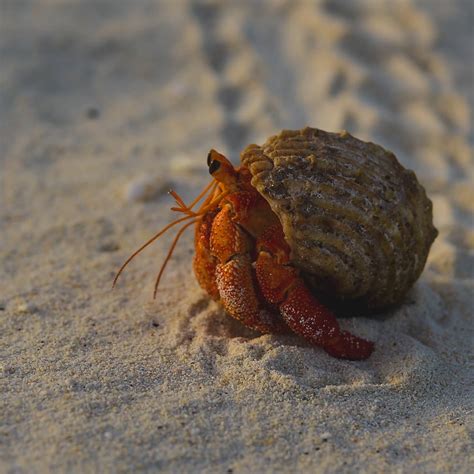 Hermit Crab Wallpapers Top Free Hermit Crab Backgrounds Wallpaperaccess