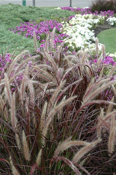 Purple Fountain Grass | Calloway's Nursery