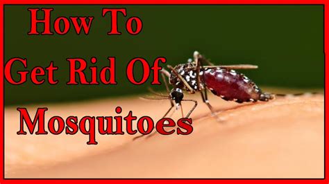 Use This Home Remedy And Eliminate Mosquitoes From Your House In 1 Day