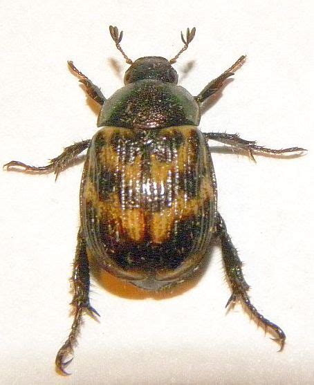 Pennsylvania Beetle Anomala Orientalis Bugguidenet