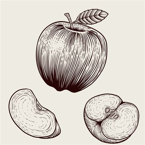 Illustration Vintage Apple Fruit With Engraving Style On White