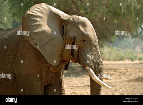 Musth hi-res stock photography and images - Alamy