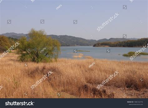 Wetland Daecheongho Lake Stock Photo Shutterstock