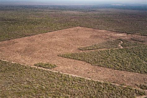 Greenpeace revela el avance de la deforestación en el Norte argentino