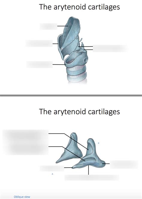 Arytenoid cartilages Diagram | Quizlet