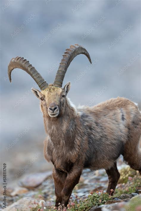 The Alpine Ibex Capra Ibex Also Known As The Steinbock Bouquetin