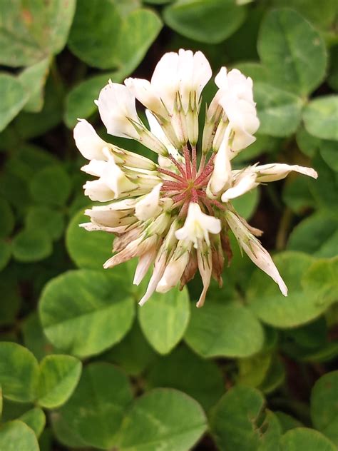 Maryland Biodiversity Project White Clover Trifolium Repens