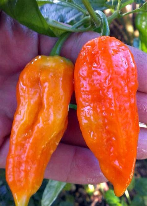 Ghost chili pepper | Stuffed peppers, Stuffed hot peppers, Ghost pepper ...