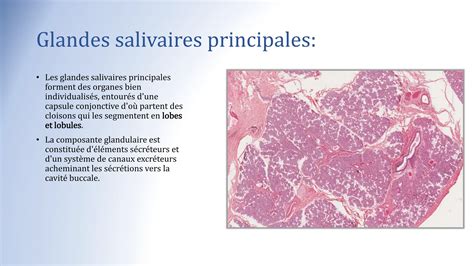 Histologie Des Glandes Annexes Digestives Chapitre De L Histologie