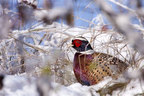 Male Pheasant In The Snow Stock Photo Image Of Snow 13030122