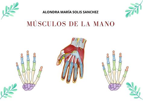 Musculos De La Mano